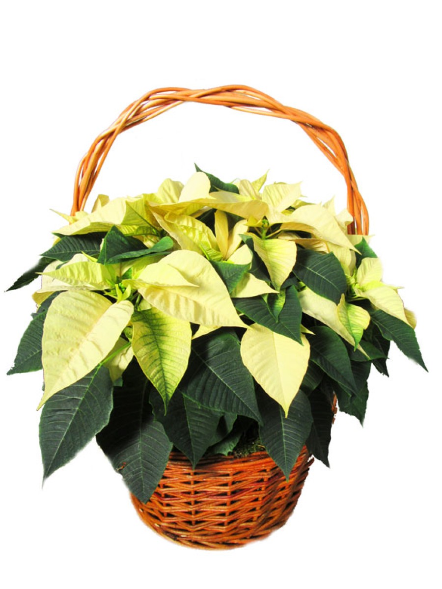 1 Cesta de flores de pascua amarillas  en cesta