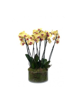 4 orquídeas amarillas de 2 varas en vaso de cristal