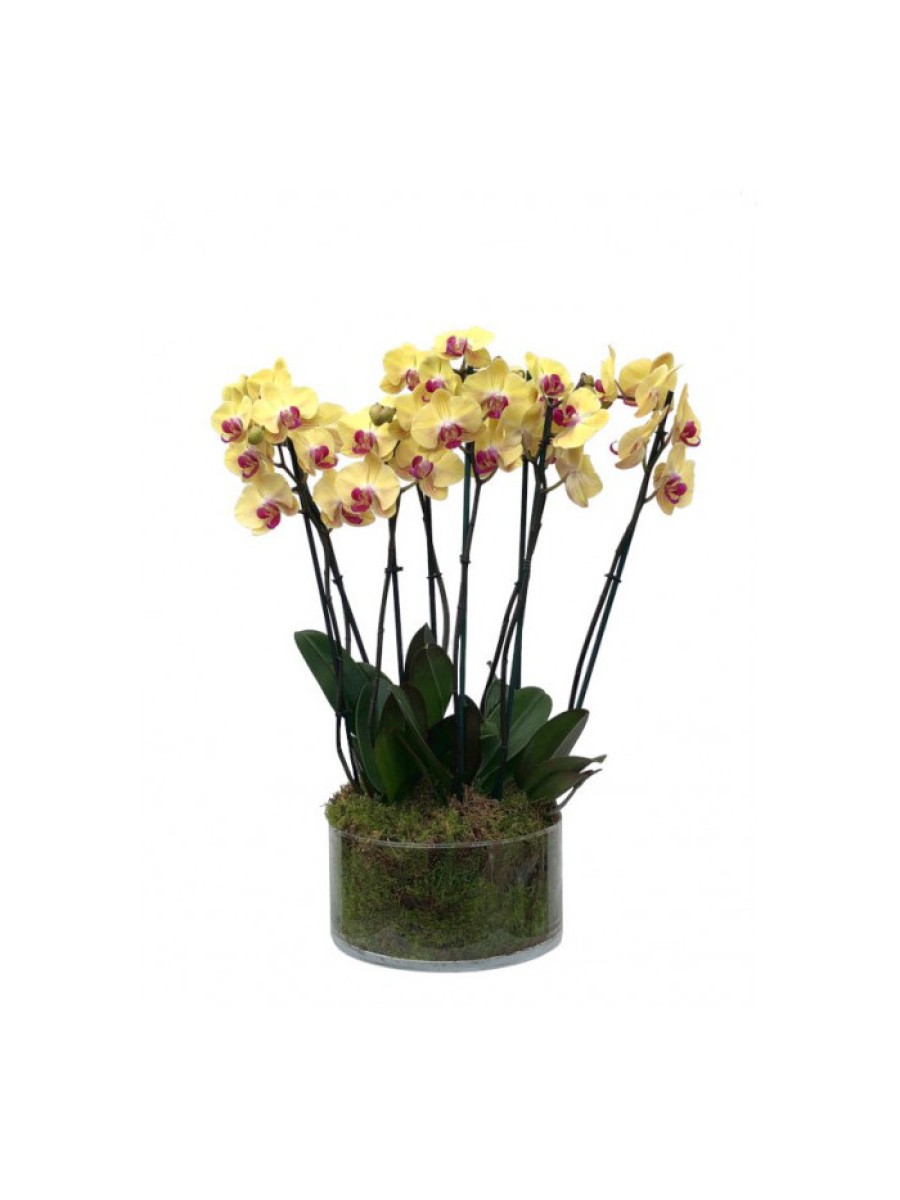 4 orquídeas amarillas de 2 varas en vaso de cristal