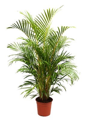 Areca M30 (disponsible solo para Madrid)