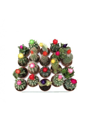 Bandeja de cactus
