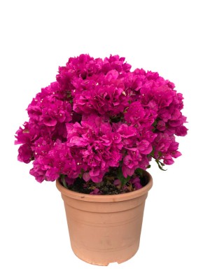 Bougainvillea Bola