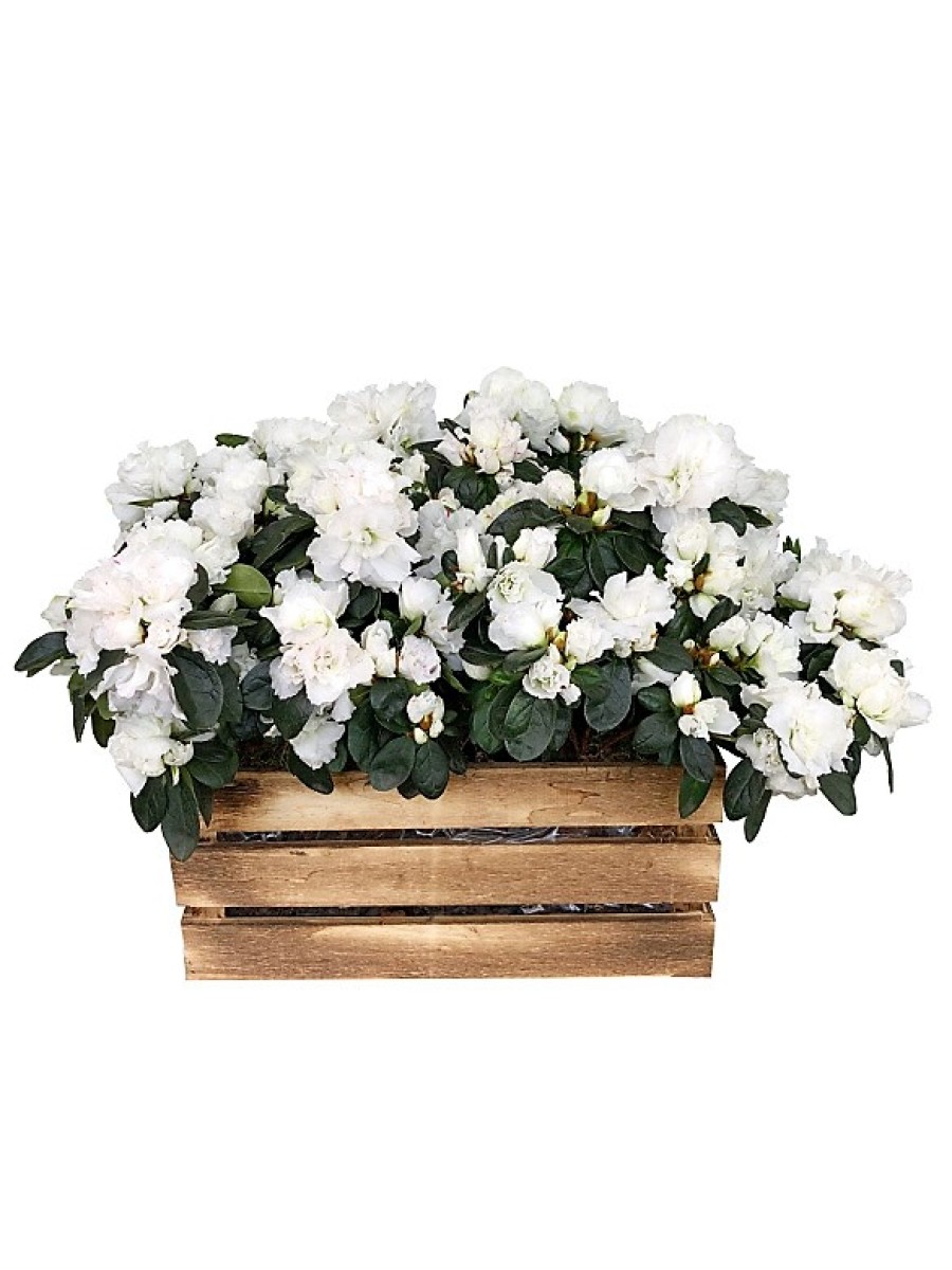 Caja de cuatro azaleas blancas
