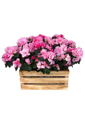 Caja de cuatro azaleas rosas
