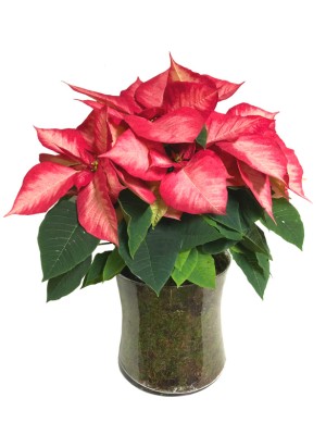 Centro de  4 flores de pascua M12