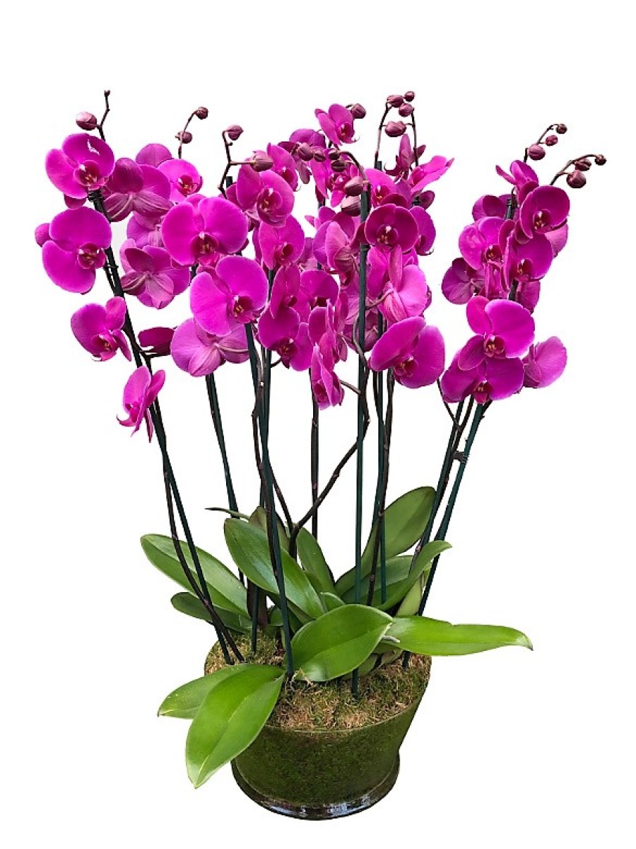 Quieres regalar flores | Centro de 5 orquideas moradas de 2 varas en cristal