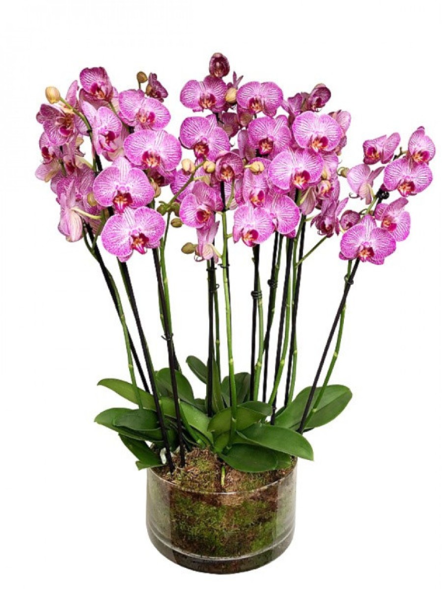 Centro de 5 orquídeas rayadas de 2 varas en cristal