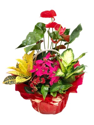 Centro de  flores de pascua  