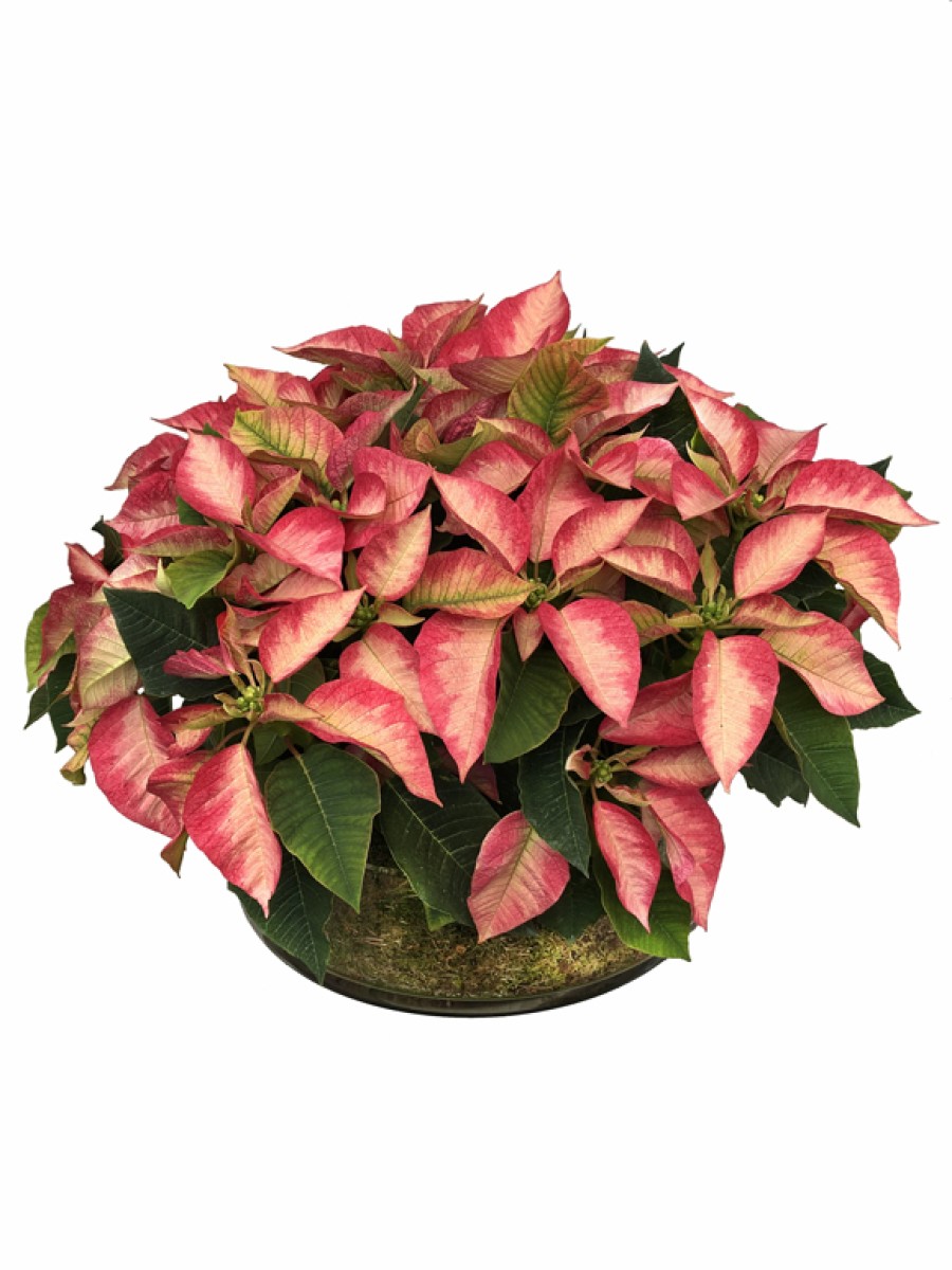 Centro de  mesa poinsettias SUPER (DISPONIBLE SOLO PARA MADRID)