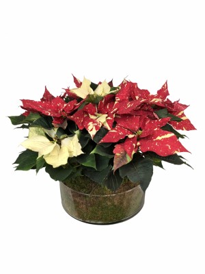 Centro de  mesa poinsettias bicolor