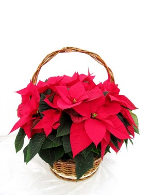 Centro de  poinsettias 5 plantas M14