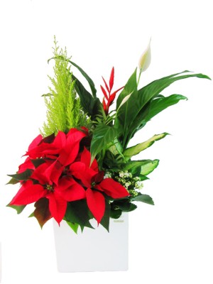 Centro navideño en maceta blanca