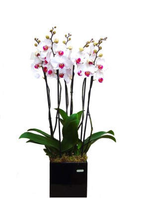 Centro orquideas blancas en Maceta decorativa