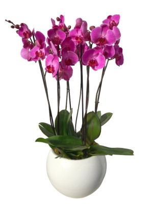Centro orquideas moradas ceramica blanca