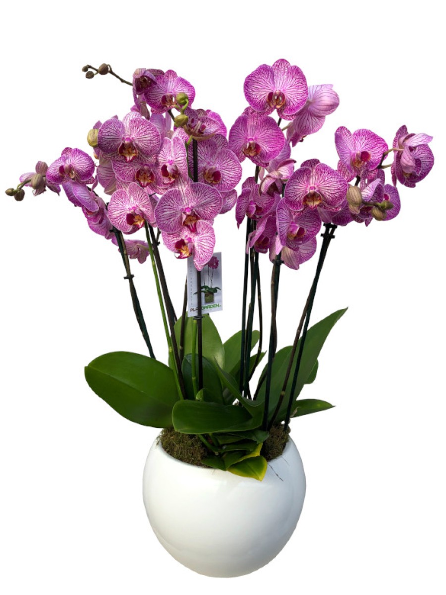 Centro orquideas rosa ceramica blanca