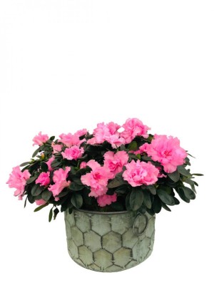 Cesta de azaleas rosas