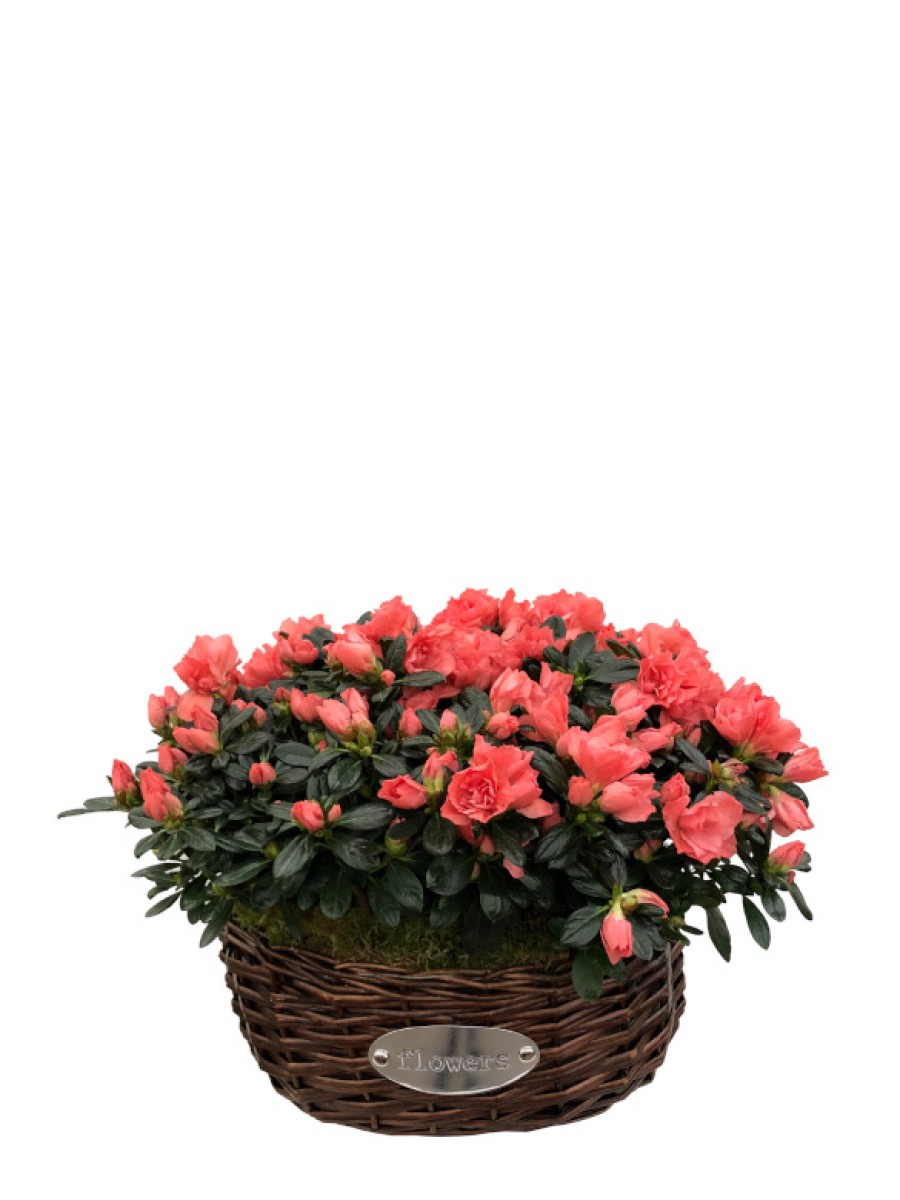 Cesta de cuatro azaleas rojas