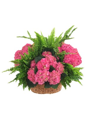 Cestas de hortensias con helechos