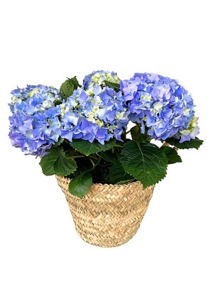 Cestas de una  hortensia azul