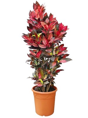 Croton XXL (DISPONIBLE SOLO PARA MADRID)