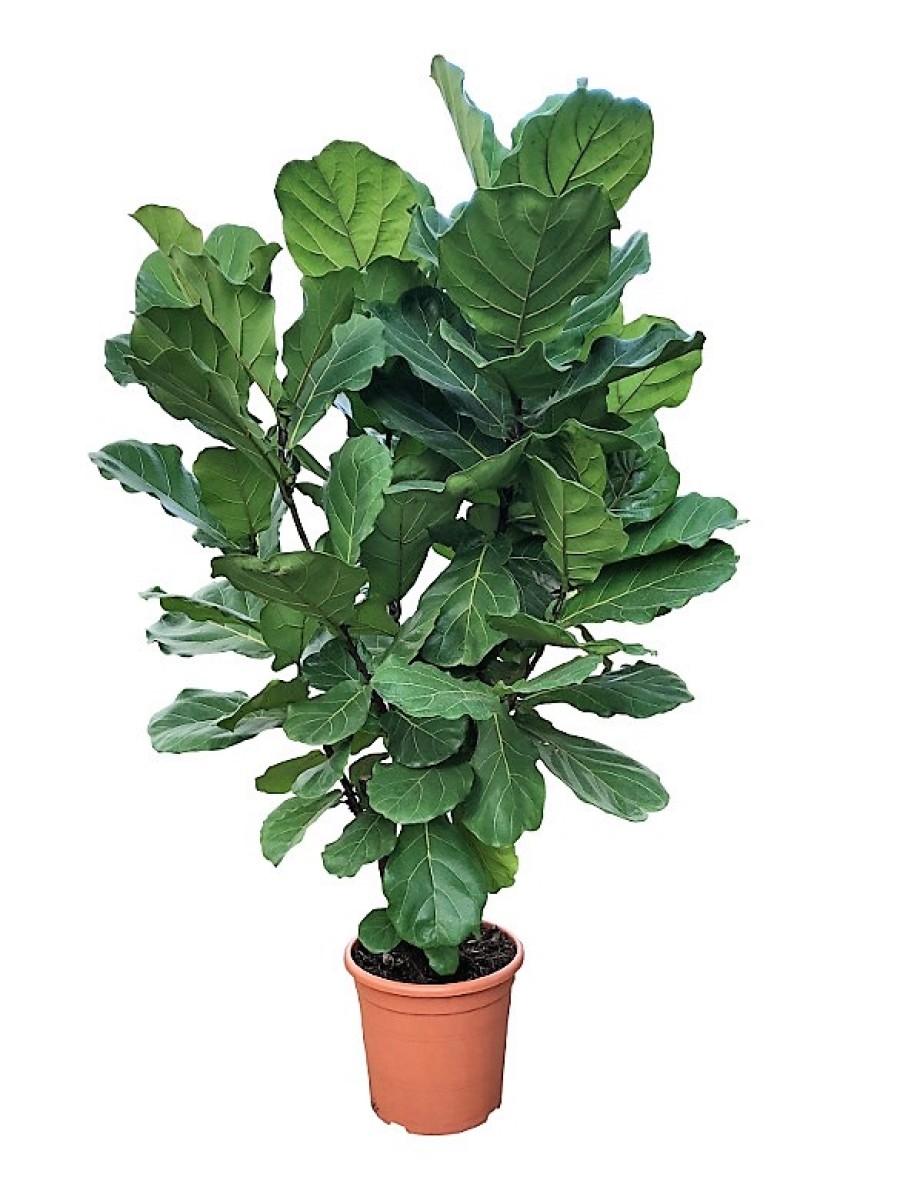 Ficus Lyrata grupo (DISPONIBLE SOLO PARA MADRID)