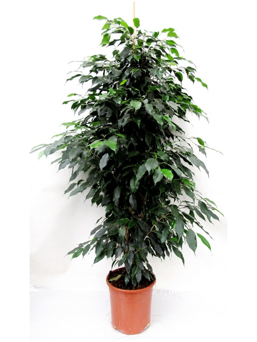 Ficus benjamina (disponible solo para España)