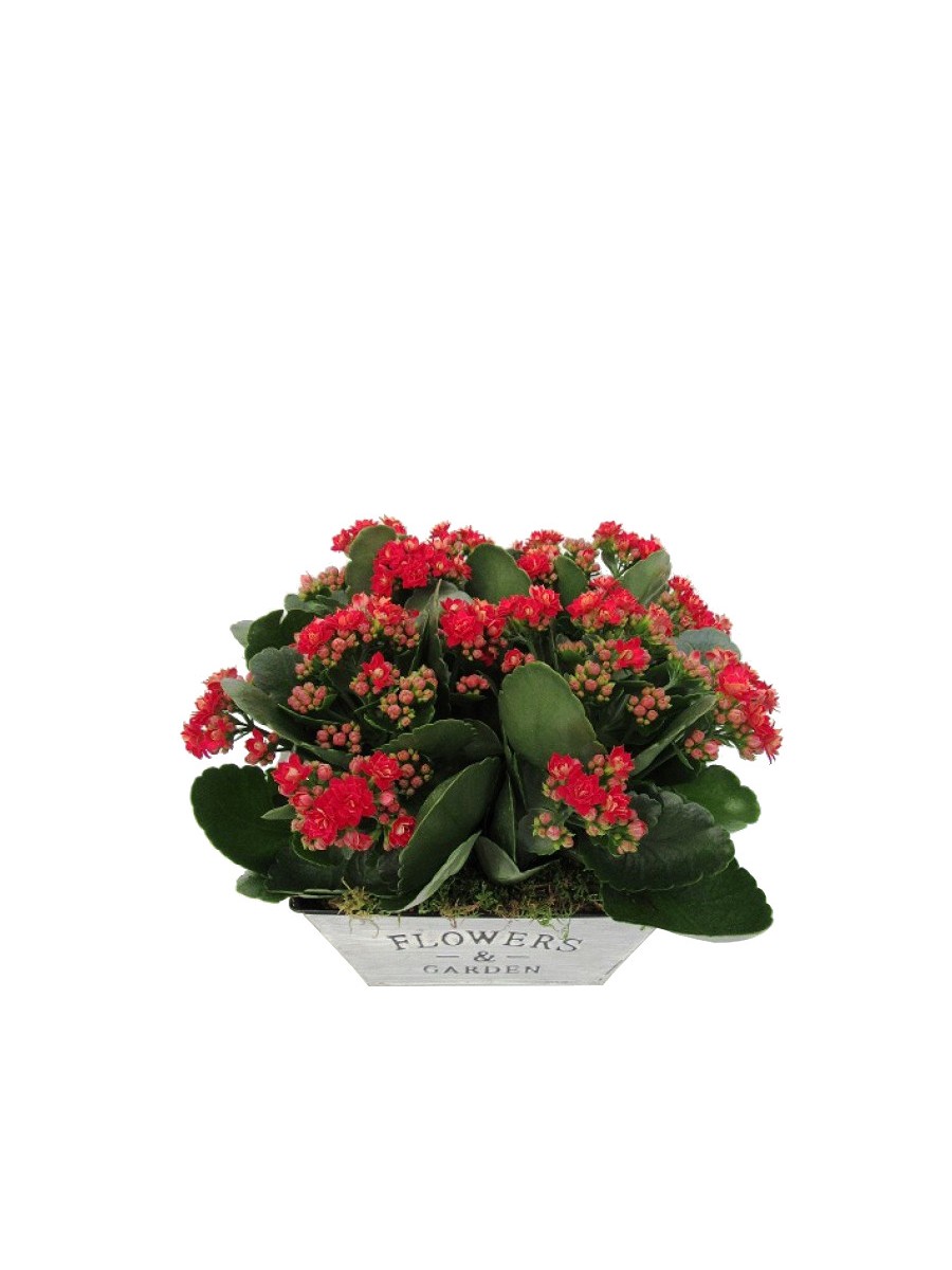 Kalanchoe cesta