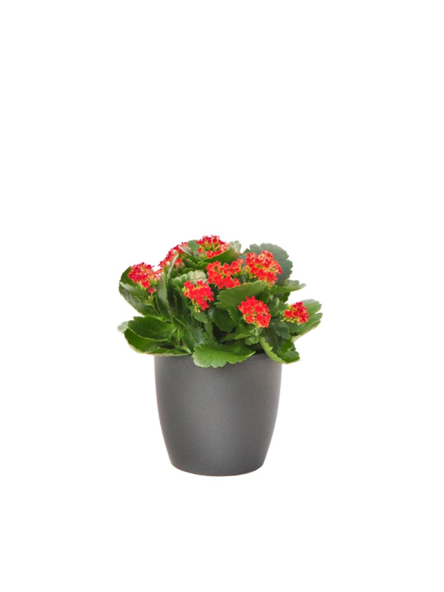 Kalanchoe maceta