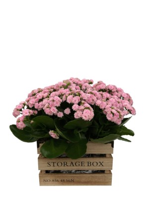 Kalanchoes rosas en caja de madera