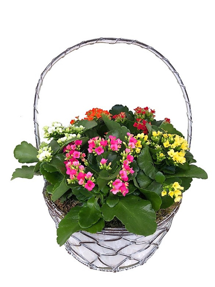 Kalanchoes variados en cesta