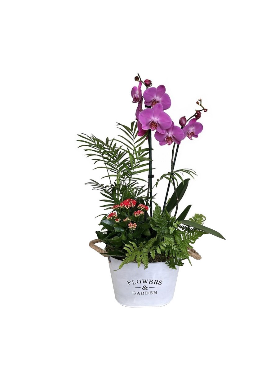 Orquidea blanca con plantas variadas en latón