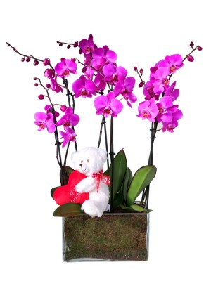 Orquideas Moradas San Valentin