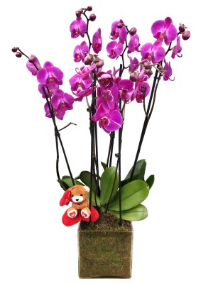 Orquideas Moradas San Valentin