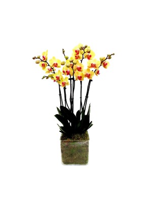 Orquídea amarilla de 2 varas en cristal
