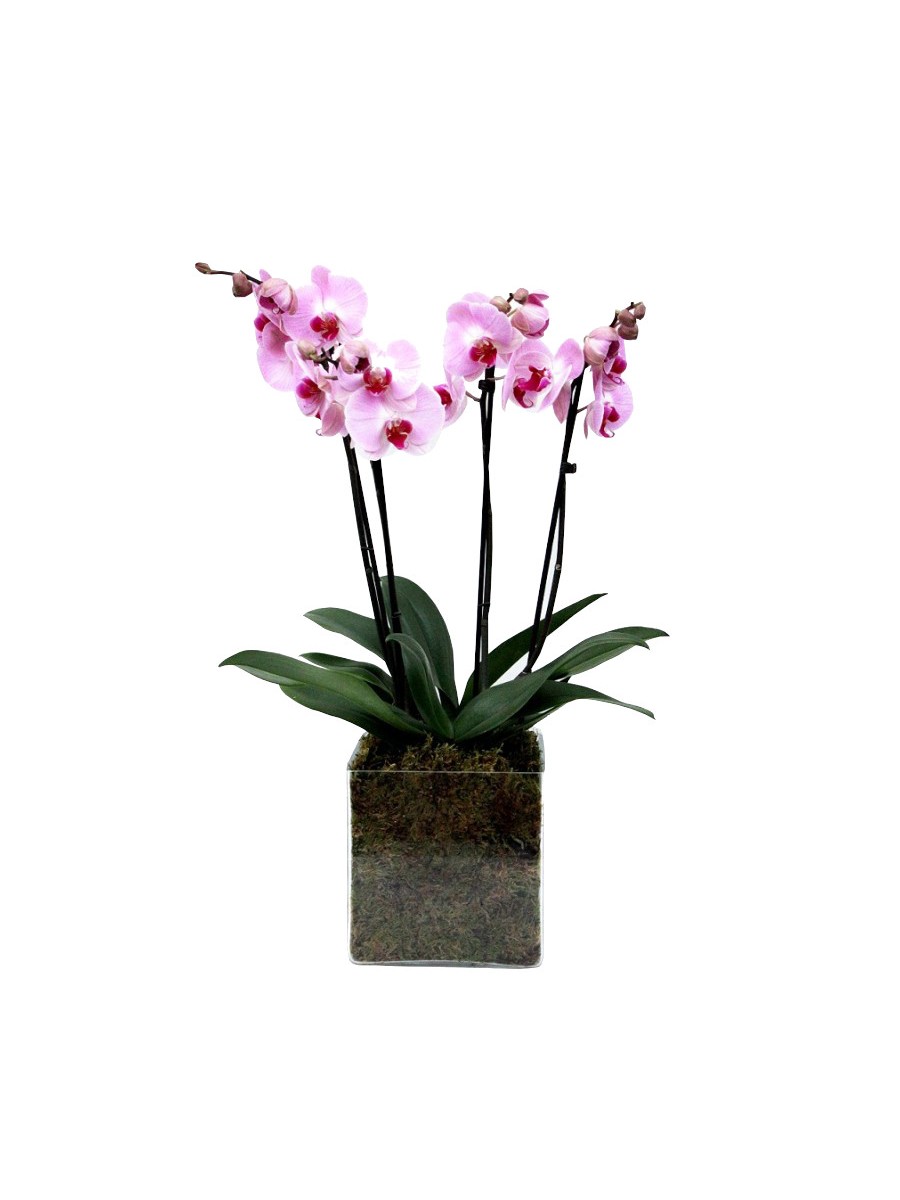 Orquídea de 2 varas en cristal