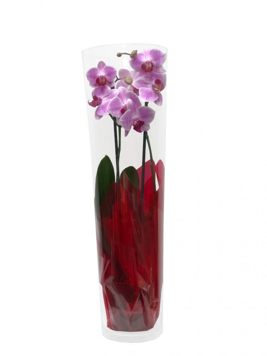 Orquídea en cilindro de cristal de 60 cm