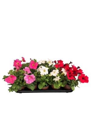 Pack 22 Petunias Variadas  ENTREGA EN 24/48 HORAS.(DISPONIBLE SOLO PARA MADRID)  