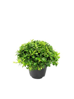 Pittosporum Tobira Nana M25