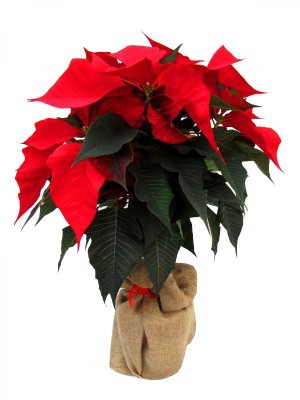 Poinsettia Árbol Roja