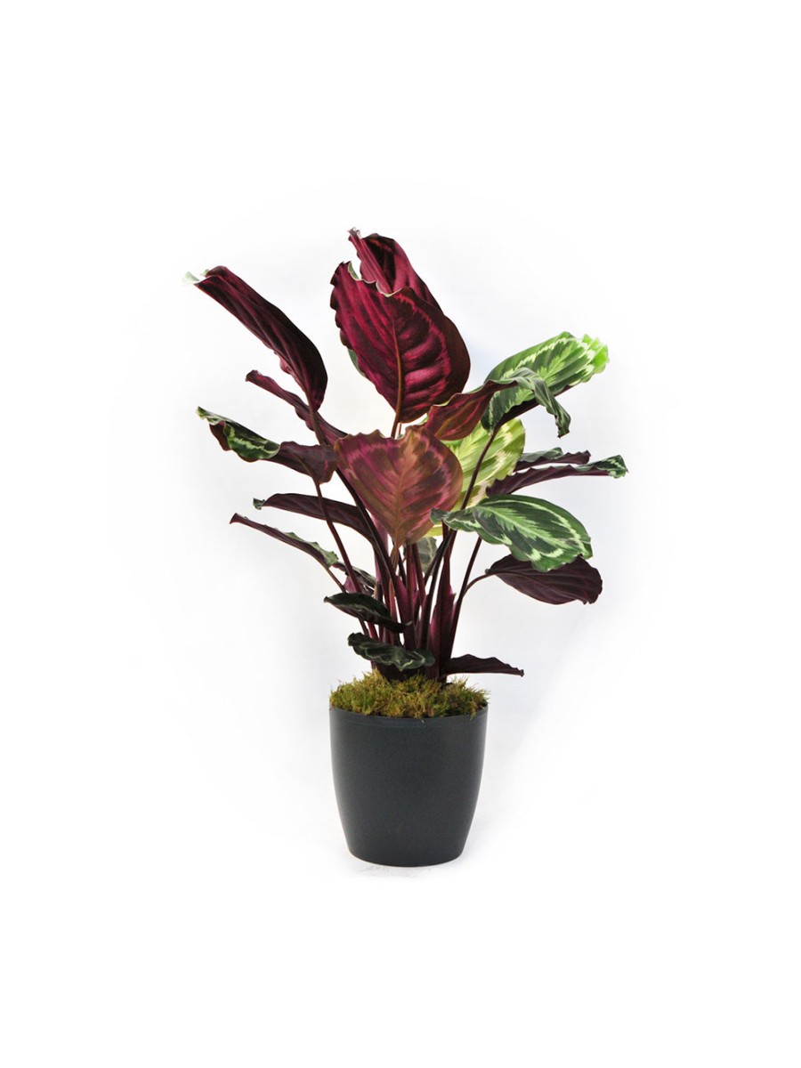 Calathea m17