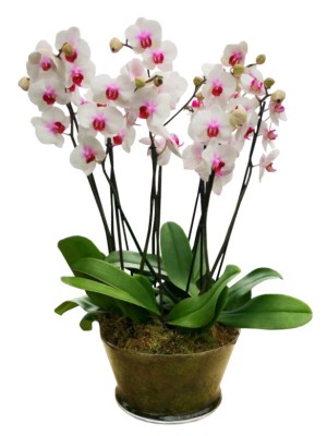 4 Orquídeas Blancas centro Morado en Vaso de Cristal