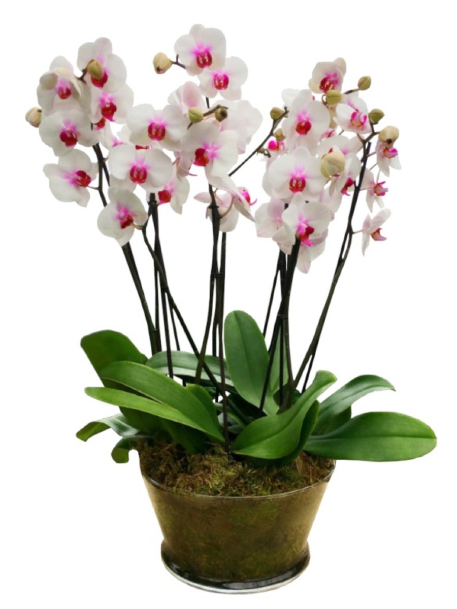 4 orquídeas blancas centro morado en vaso de cristal