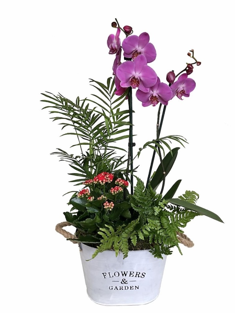 orquidea morada con plantas variadas en laton