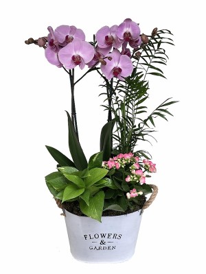 orquidea rosa con plantas variadas en laton