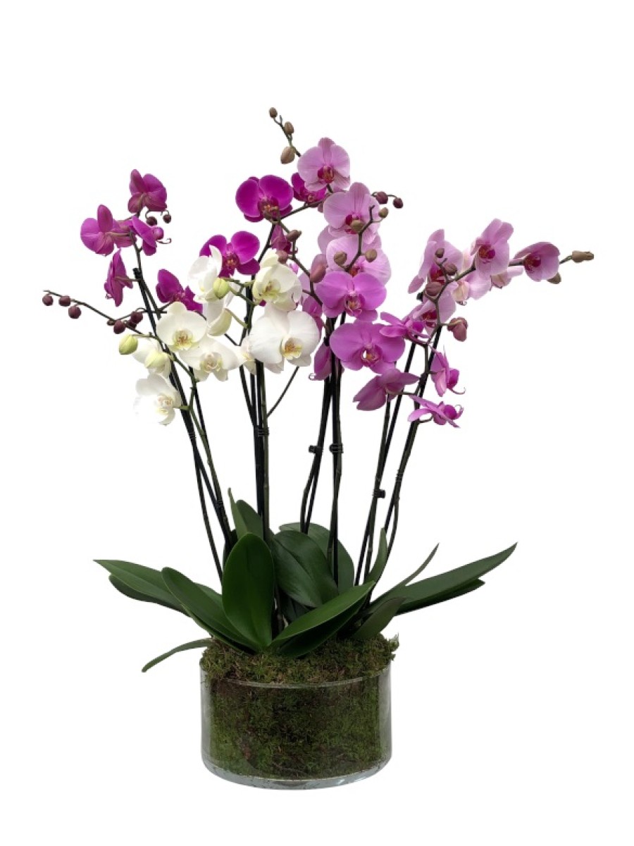 Centro de orquídeas multicolor en cristal